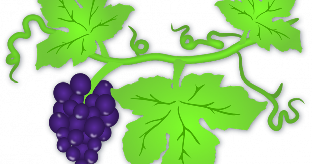 La uva, una vía para reducir peso