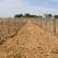 Las Ventas de Vinos Ribera del Duero crecen